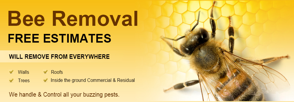 maryland bee removal